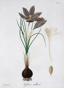 Safrankrokus, 1821 von LFJ Hoquart