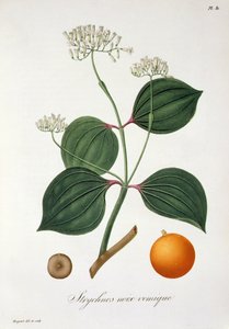 Strychnos nux vomica aus 