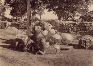 Stiere oder Nadias mit Ziergravuren Seitenansicht, Warangal, Hyderabad, Deccan