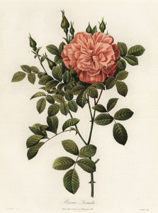 Maria Leonida, Hybride Rose, Rosa bracteata Sorte