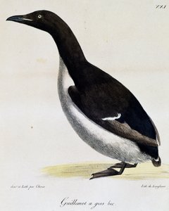 Dickschnabellumme, aus Voyage pittoresque autour du monde