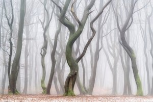Unheimlicher Winterwald von Lars van de Goor †