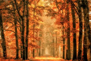 Goldener Herbstwaldweg