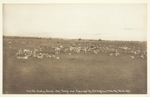 Das Lämmerlager, 1894 von Laton Alton Huffman