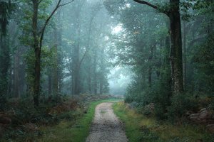 Zwischen den Zweigen