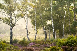 Verblassende Jahreszeit