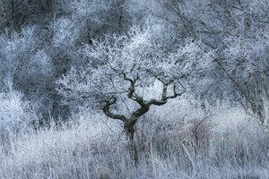 Oldwood-Echo von Lee Cooper