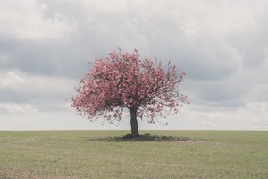 Schlummernde Riesen
