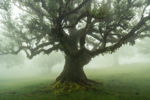 Geschichten des Waldes