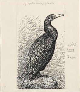 Kormoran