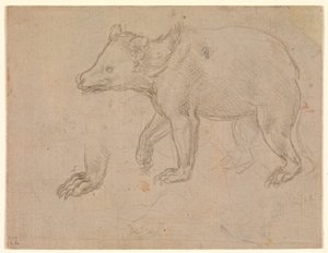 Ein Bär beim Gehen von Leonardo da Vinci