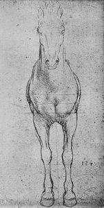 Ein Pferd von vorne gesehen, um 1480 von Leonardo da Vinci
