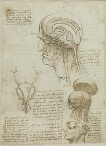 Ein Manuskriptblatt mit anatomischen Zeichnungen und Notizen, 1506-1508
