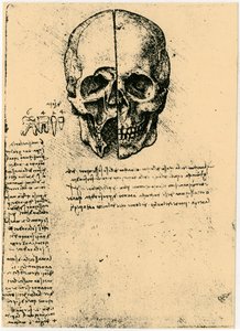 Anatomische Skizze eines menschlichen Schädels