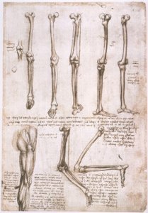 Anatomiestudien von Leonardo da Vinci