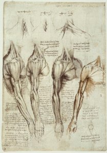 Anatomiestudien von Leonardo da Vinci