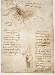 Anatomiestudien