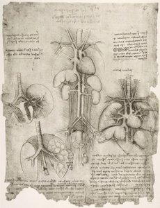 Anatomiestudien von Leonardo da Vinci