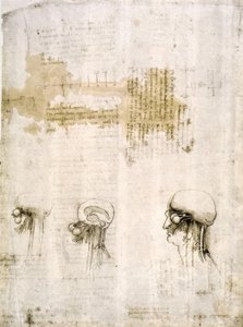 Anatomiestudien