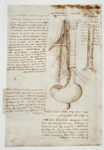 Anatomiestudien