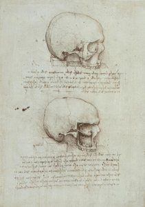 Anatomiestudien