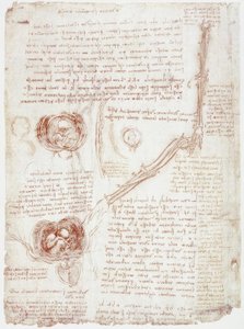 Anatomiestudien: Bewegung des Ellbogengelenks / Fetus im Uterus