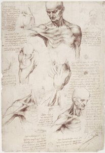 Anatomiestudien: Die Oberflächenmuskeln von Hals und Schulter von Leonardo da Vinci