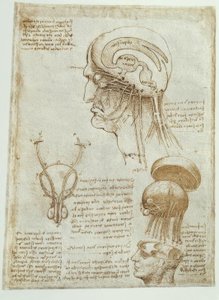 Anatomiestudien: Gehirn, Hirnkammern und Hirnnerven
