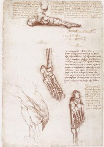 Anatomiestudien: Oberflächenanatomie der Schulter / Knochen des Fußes