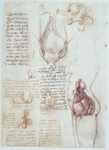 Anatomiestudien: Vergleichende Darstellungen männlicher und weiblicher Genitalien