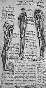 Zeichnungen eines linken Beins, das Knochen und Sehnen zeigt, um 1480 von Leonardo da Vinci