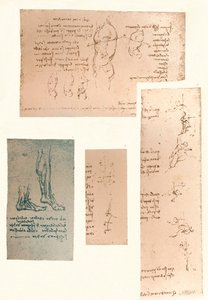 Vier Zeichnungen zur Theorie der Bewegungen der menschlichen Figur von Leonardo da Vinci
