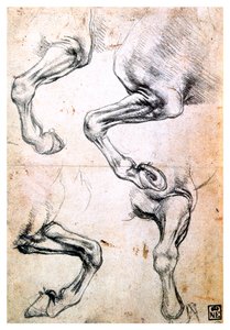Vier Studien von Pferdebeinen, ca. 1500 von Leonardo da Vinci