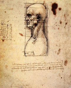 Männlicher Kopf im Profil mit Proportionen von Leonardo da Vinci