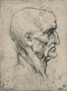 Profil eines älteren, kahlen Mannes nach rechts, um 1480 1945 von Leonardo da Vinci