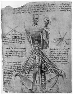 Rückansicht eines Skeletts, das die Sehnen des Halses zeigt, spätes 15. oder frühes 16. Jahrhundert von Leonardo da Vinci