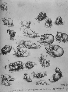Studien von Katzen und einem Drachen, ca. 1480, 1945 von Leonardo da Vinci