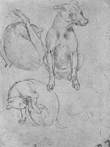Studien eines Hundes und einer Katze, ca. 1480 1945