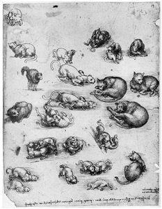 Studien von Katzen, 1513-1515, 1954 von Leonardo da Vinci