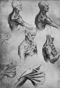Studien des Kopfes und der Schultern eines Mannes von Leonardo da Vinci