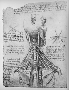 Studie der Rückansicht eines Skeletts, die Sehnen des Halses zeigend, ca. 1480 1945 von Leonardo da Vinci