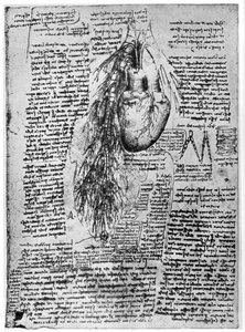 Studie des Herzens und der Bronchialarterien, spätes 15. oder frühes 16. Jahrhundert