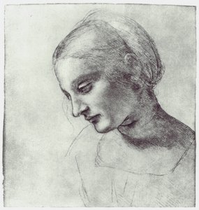 Der Kopf einer Madonna, ca. 1484-1486