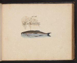 "Eine genaue natürliche Beschreibung und Darstellung der Wasservögel, Fische, Vierfüßler, Insekten und Würmer, die in den Gewässern von Straßburg vorkommen, die ich selbst geschossen und gehandhabt habe. Leonard Baldner, Fischer und Bürger in Straßburg" von Leonhard Baldner
