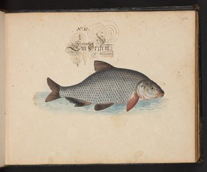 "Eine genaue natürliche Beschreibung und Darstellung der Wasservögel, Fische, Vierfüßler, Insekten und Würmer, die in den Gewässern von Straßburg vorkommen, die ich selbst geschossen und gehandhabt habe. Leonard Baldner, Fischer und Bürger in Straßburg" von Leonhard Baldner