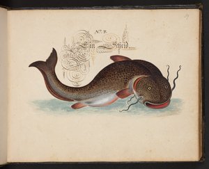 "Eine genaue natürliche Beschreibung und Darstellung der Wasservögel, Fische, Vierfüßler, Insekten und Würmer, die in den Gewässern von Straßburg vorkommen, die ich selbst geschossen und gehandhabt habe. Leonard Baldner, Fischer und Bürger in Straßburg" von Leonhard Baldner