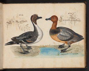 "Eine genaue natürliche Beschreibung und Darstellung der Wasservögel, Fische, Vierfüßler, Insekten und Würmer, die in den Gewässern von Straßburg vorkommen, die ich selbst geschossen und gehandhabt habe. Leonard Baldner, Fischer und Bürger in Straßburg", c