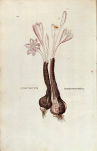 Herbstzeitlose (Colchicum autumnale) von Leonhart Fuchs aus De historia stirpium commentarii insignes (Bemerkenswerte Kommentare zur Geschichte der Pflanzen), kolorierte Gravur von Leonhard Fuchs
