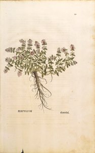 Breckland oder Wilder Thymian (Thymus serpyllum), kolorierter Stich