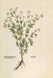 Kamille - Matricaria chamomilla (Chamaemelum leucanthemum) von Leonhart Fuchs aus De historia stirpium commentarii insignes (Bemerkenswerte Kommentare zur Geschichte der Pflanzen), kolorierte Gravur von Leonhard Fuchs